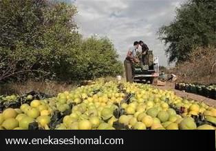 کش و قوس باغداران برای دریافت خسارت مرکبات