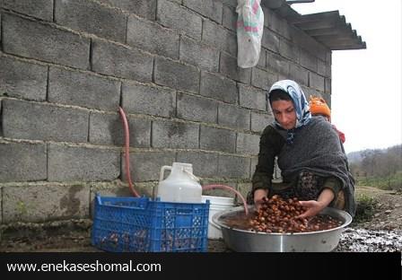 آیین سنتی  ( کنس دشو )  درمازندران