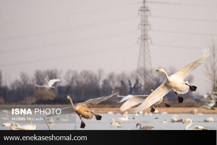 قوهای فریادکش در تالاب سرخرود مازندران