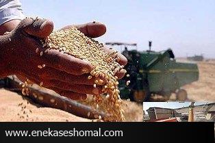 آیا شرکت غله مازندران خبر دارد؟/ معمای دو مجهولی در بازار گندم