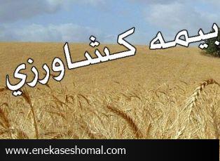 دولت بیمه محصولات کشاورزی را سر و سامان دهد