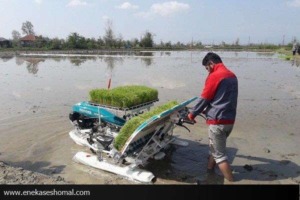 بهره وری از تولیدات کشاورزی در مازندران پایین است