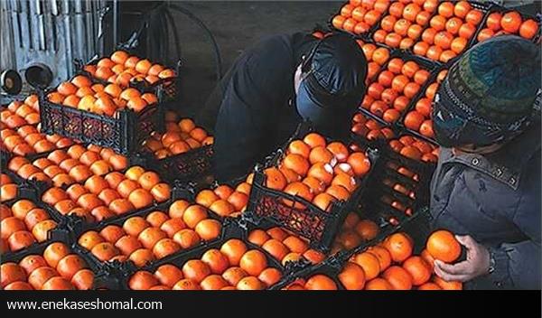 آغاز خرید تضمینی پرتقال طرح ذخیره سازی شب عید