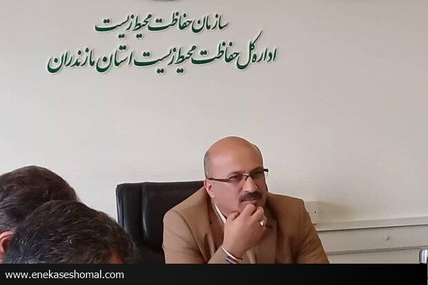 پس از سیل مازندران برخی با اره موتوری به جان درختان افتادند
