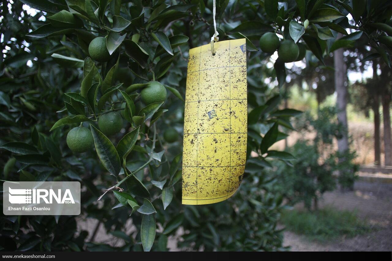 جهاد کشاورزی مازندران هشدار مقابله با مگس میوه را تشدید کرد
