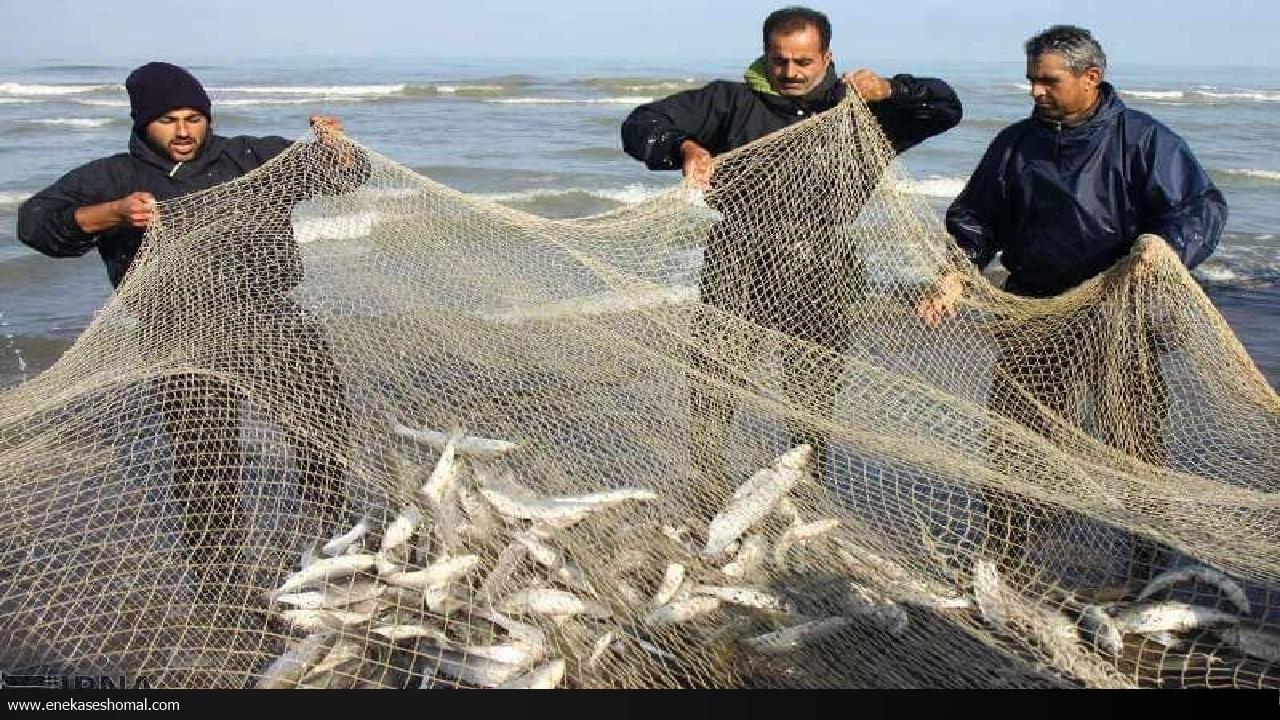 ارزش ۱۰۰ میلیارد تومانی صید ماهیان استخوانی در مازندران