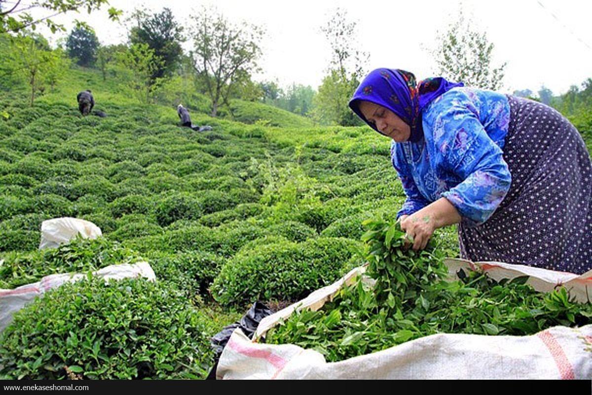 خرید بیش از ۲۵ هزار تن برگ سبز چای در کشور